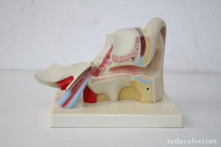 Antig&uuml;edades: Modelo anat&oacute;mico o&iacute;do, oreja. Educativo. Anatom&iacute;a. - Foto 2