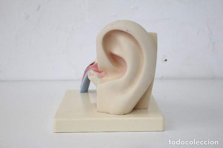 Antig&uuml;edades: Modelo anat&oacute;mico o&iacute;do, oreja. Educativo. Anatom&iacute;a. - Foto 3