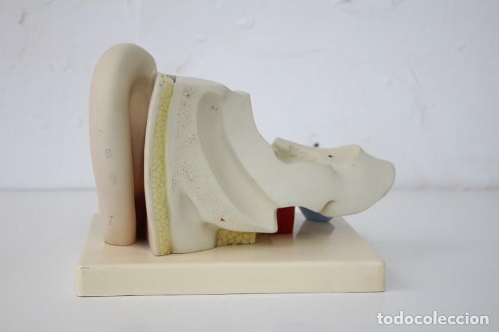 Antig&uuml;edades: Modelo anat&oacute;mico o&iacute;do, oreja. Educativo. Anatom&iacute;a. - Foto 4