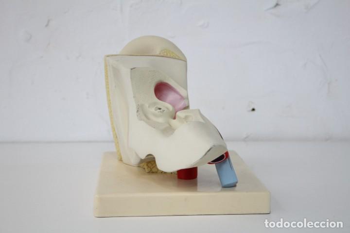 Antig&uuml;edades: Modelo anat&oacute;mico o&iacute;do, oreja. Educativo. Anatom&iacute;a. - Foto 5