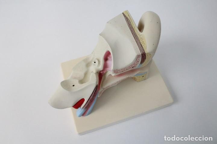 Antig&uuml;edades: Modelo anat&oacute;mico o&iacute;do, oreja. Educativo. Anatom&iacute;a. - Foto 6