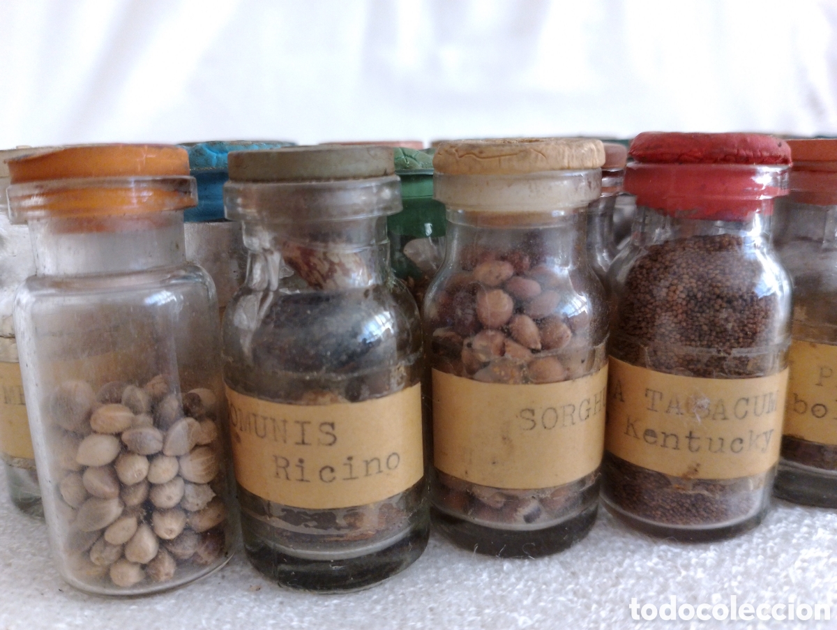 Antig&uuml;edades: Antiguos Frascos Semillas. - Foto 9