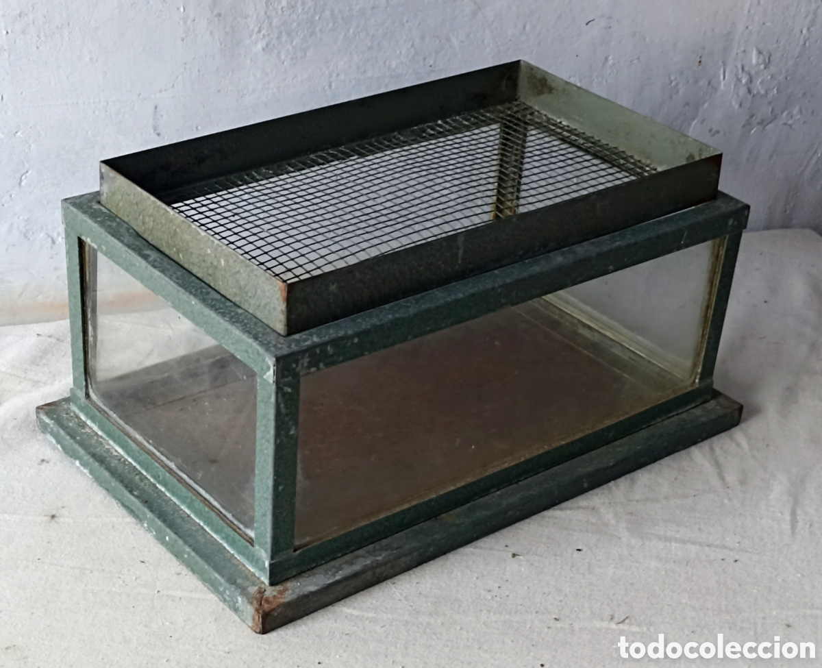 Antig&uuml;edades: Curiosidad aquarium insectos de laboratorio - Foto 2