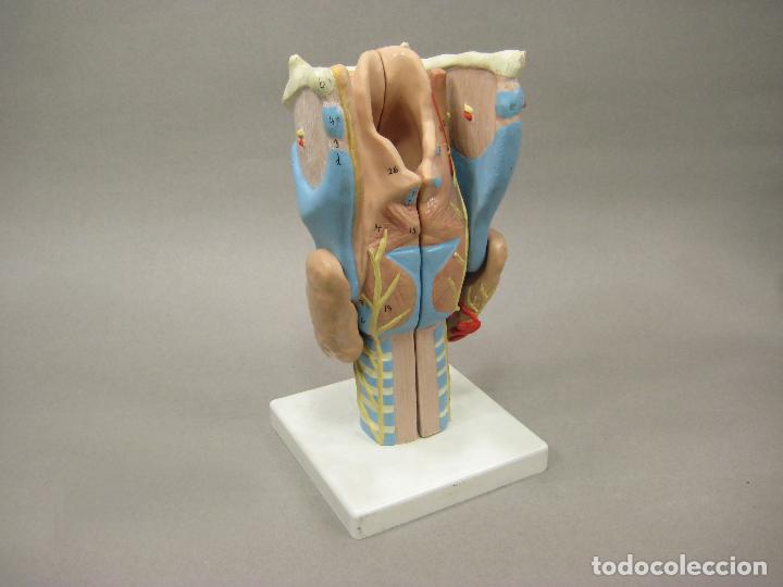 Antig&uuml;edades: MAQUETA O MODELO ANAT&Oacute;MICO DE LA LARINGE. 3B SCIENTIFIC - Foto 2