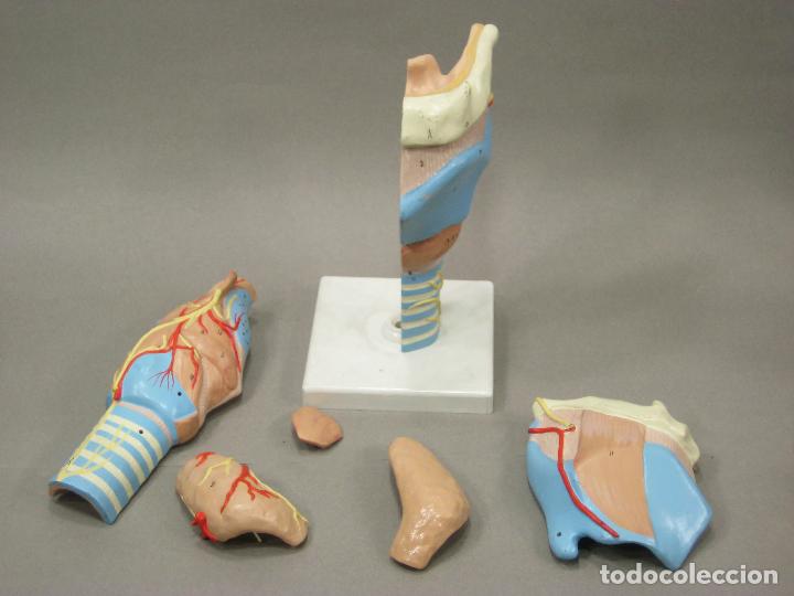 Antig&uuml;edades: MAQUETA O MODELO ANAT&Oacute;MICO DE LA LARINGE. 3B SCIENTIFIC - Foto 3