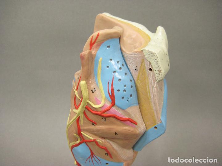 Antig&uuml;edades: MAQUETA O MODELO ANAT&Oacute;MICO DE LA LARINGE. 3B SCIENTIFIC - Foto 4
