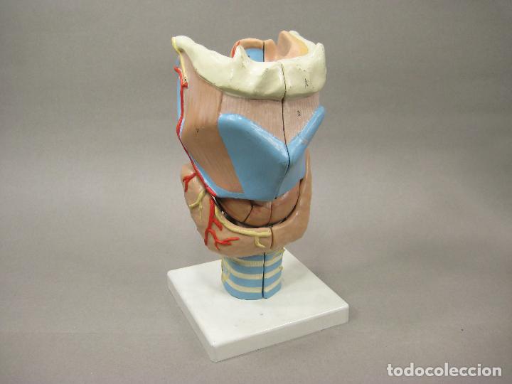 Antig&uuml;edades: MAQUETA O MODELO ANAT&Oacute;MICO DE LA LARINGE. 3B SCIENTIFIC - Foto 1