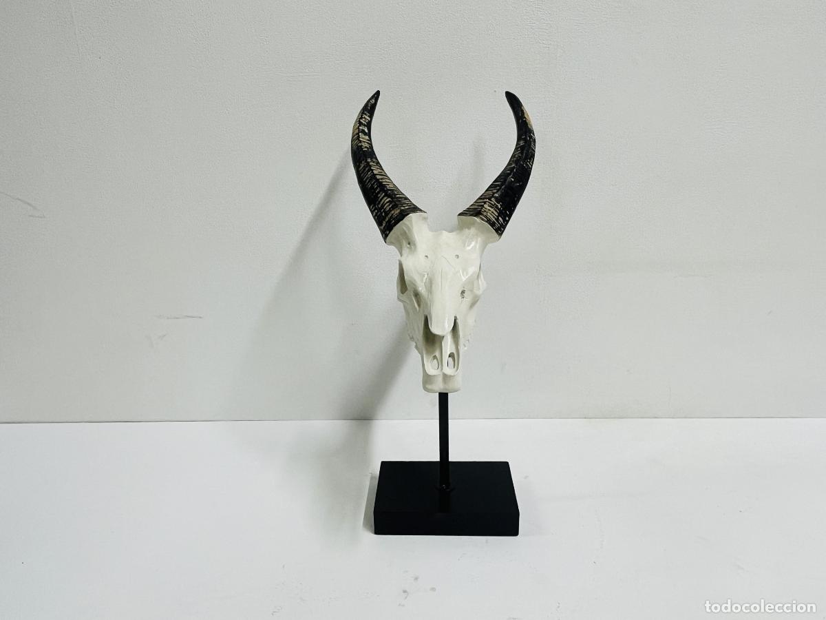 Antig&uuml;edades: Springbock skull 42 cm - LA OPALINA - Foto 1