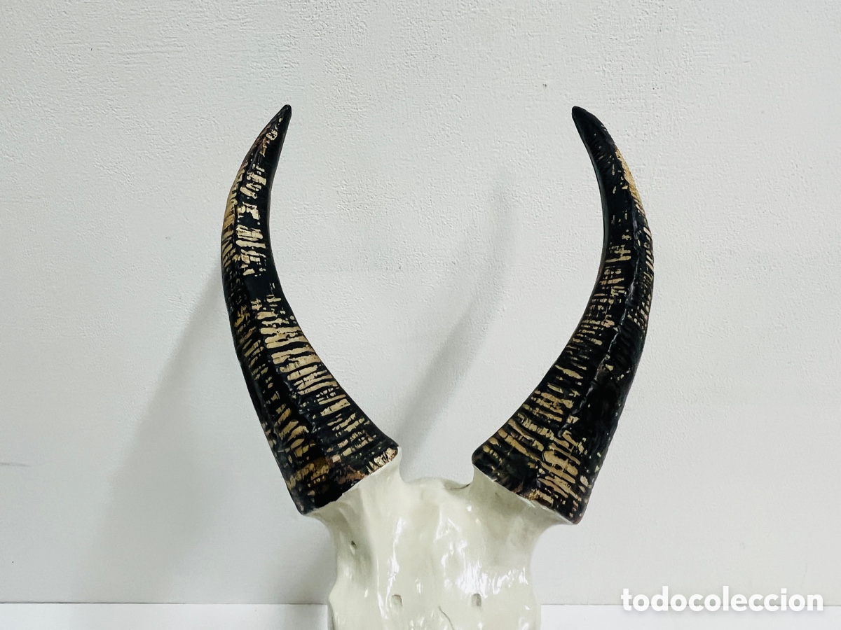 Antig&uuml;edades: Springbock skull 42 cm - LA OPALINA - Foto 2