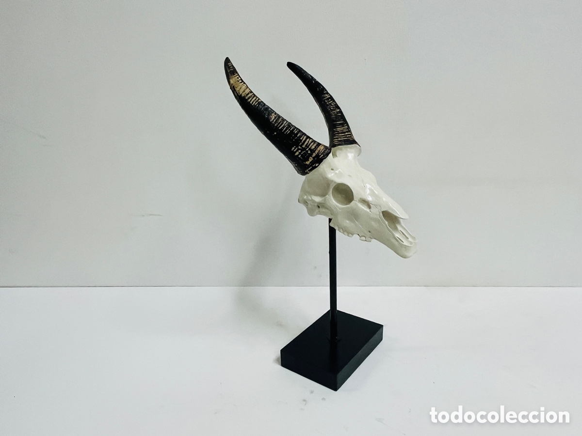 Antig&uuml;edades: Springbock skull 42 cm - LA OPALINA - Foto 3