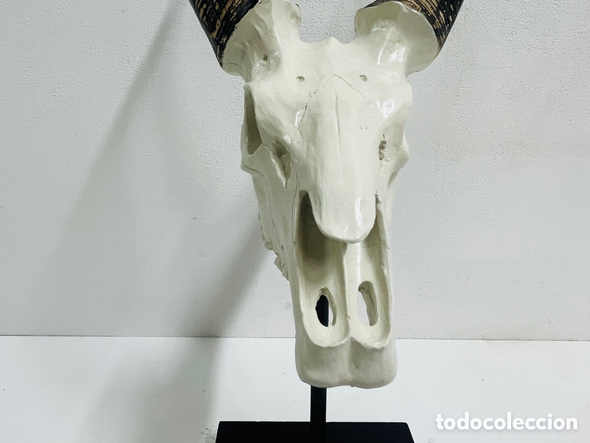 Antig&uuml;edades: Springbock skull 42 cm - LA OPALINA - Foto 4
