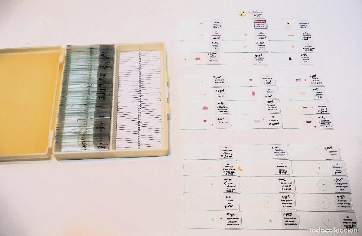 Antig&uuml;edades: MICROSCOPIO. COLECCI&Oacute;N DE 90 PREPARACIONES MICROSC&Oacute;PICAS. MICROSCOPE SLIDES - Foto 1