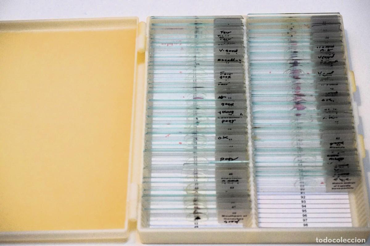 Antig&uuml;edades: MICROSCOPIO. COLECCI&Oacute;N DE 90 PREPARACIONES MICROSC&Oacute;PICAS. MICROSCOPE SLIDES - Foto 2