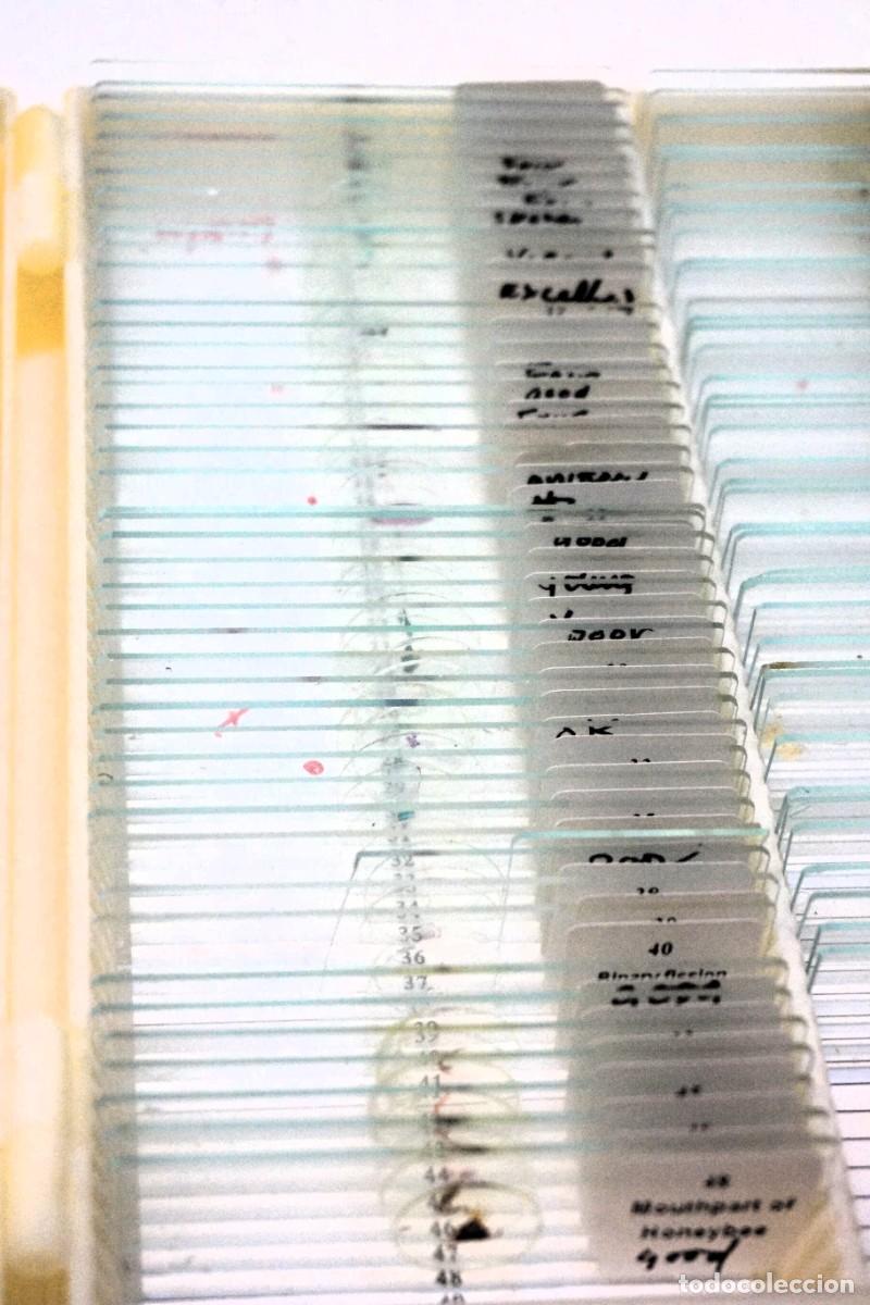 Antig&uuml;edades: MICROSCOPIO. COLECCI&Oacute;N DE 90 PREPARACIONES MICROSC&Oacute;PICAS. MICROSCOPE SLIDES - Foto 3