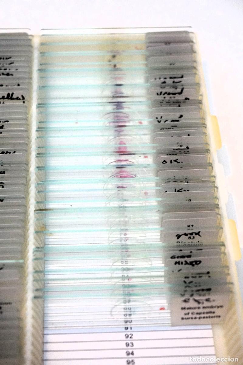 Antig&uuml;edades: MICROSCOPIO. COLECCI&Oacute;N DE 90 PREPARACIONES MICROSC&Oacute;PICAS. MICROSCOPE SLIDES - Foto 4