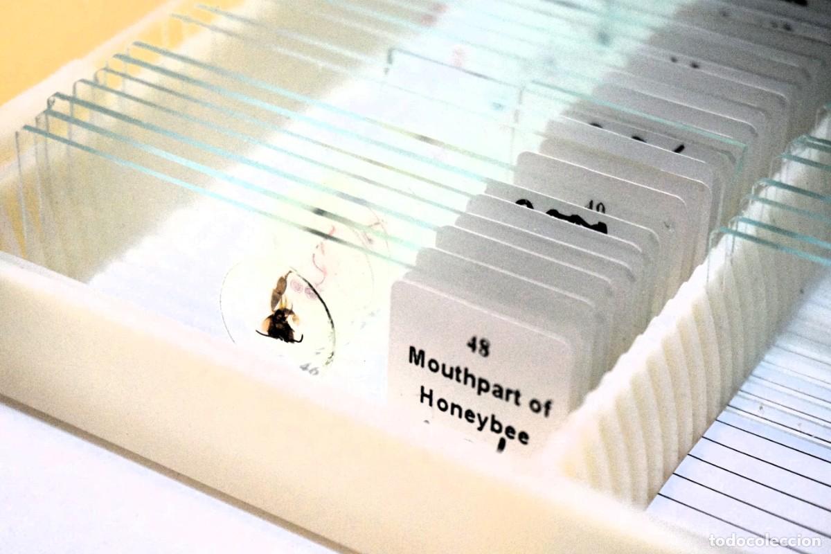 Antig&uuml;edades: MICROSCOPIO. COLECCI&Oacute;N DE 90 PREPARACIONES MICROSC&Oacute;PICAS. MICROSCOPE SLIDES - Foto 9