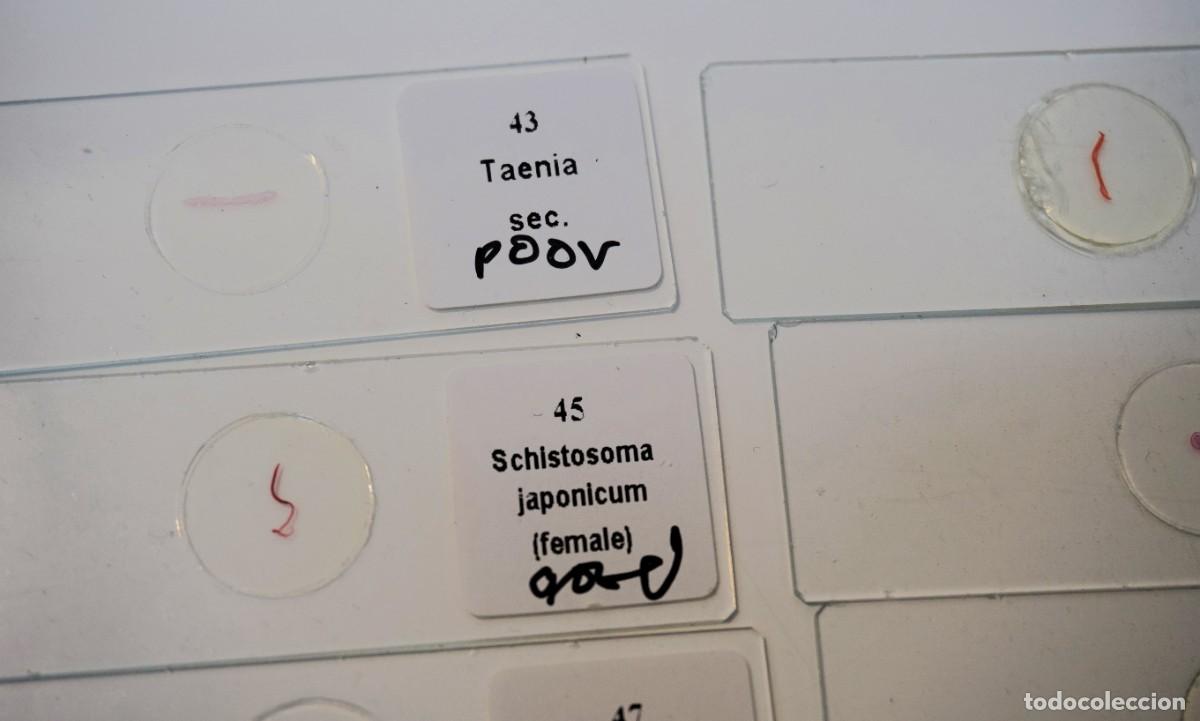 Antig&uuml;edades: MICROSCOPIO. COLECCI&Oacute;N DE 90 PREPARACIONES MICROSC&Oacute;PICAS. MICROSCOPE SLIDES - Foto 28
