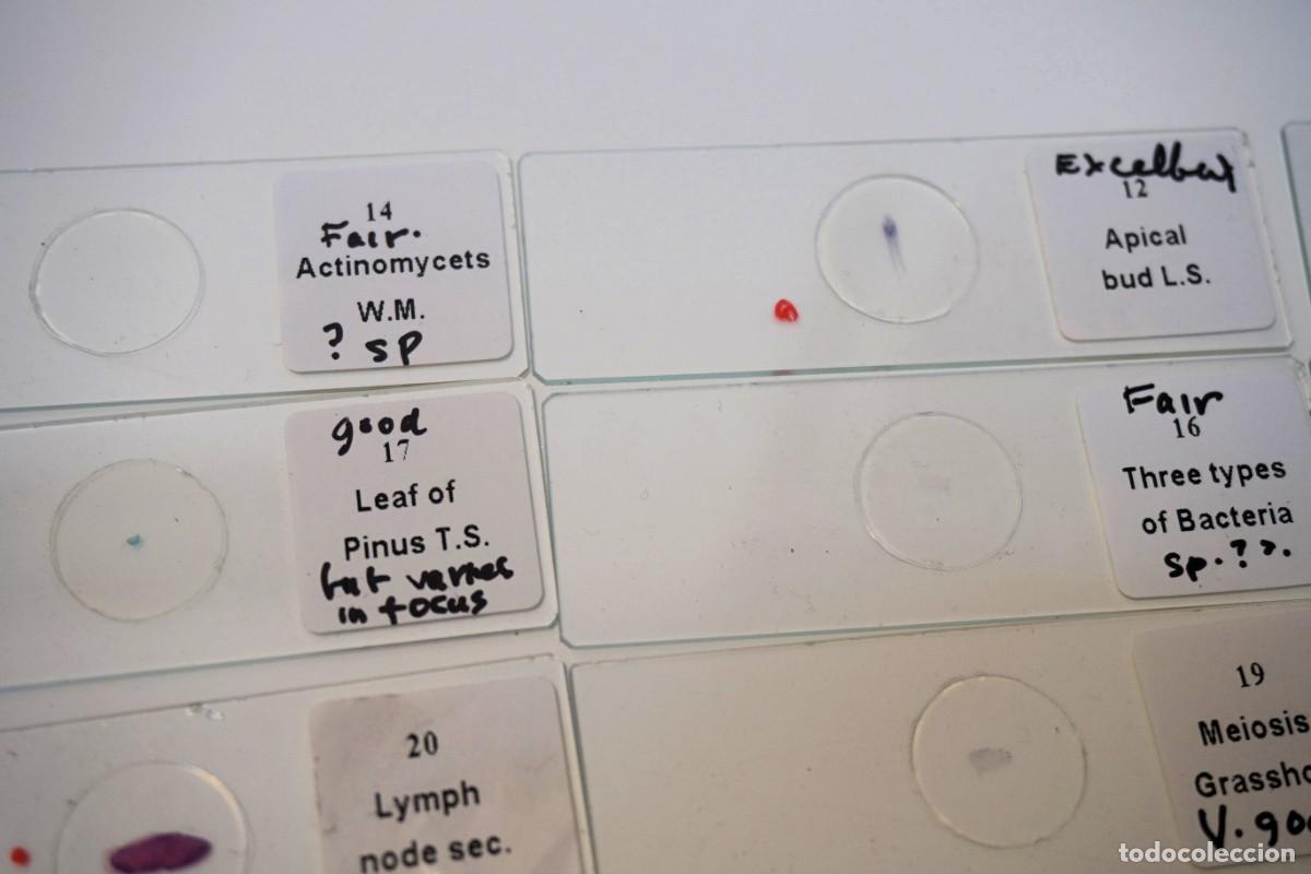 Antig&uuml;edades: MICROSCOPIO. COLECCI&Oacute;N DE 90 PREPARACIONES MICROSC&Oacute;PICAS. MICROSCOPE SLIDES - Foto 29