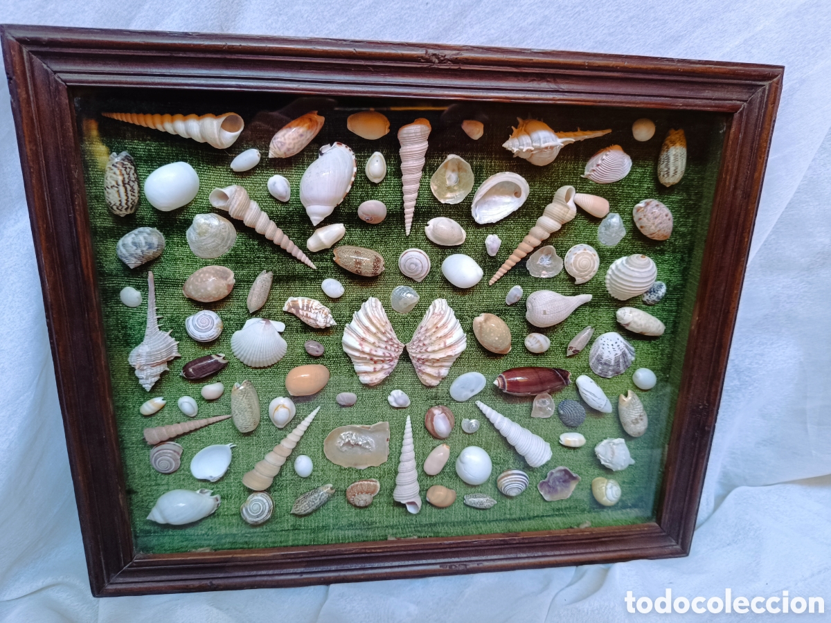 Antig&uuml;edades: Cuadro vitrina conchas marinas - Foto 1