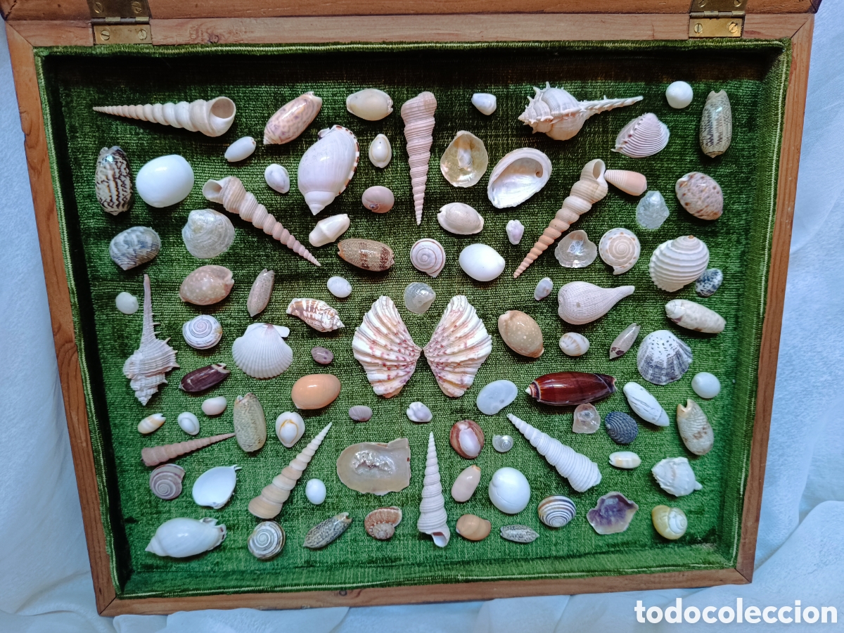 Antig&uuml;edades: Cuadro vitrina conchas marinas - Foto 2