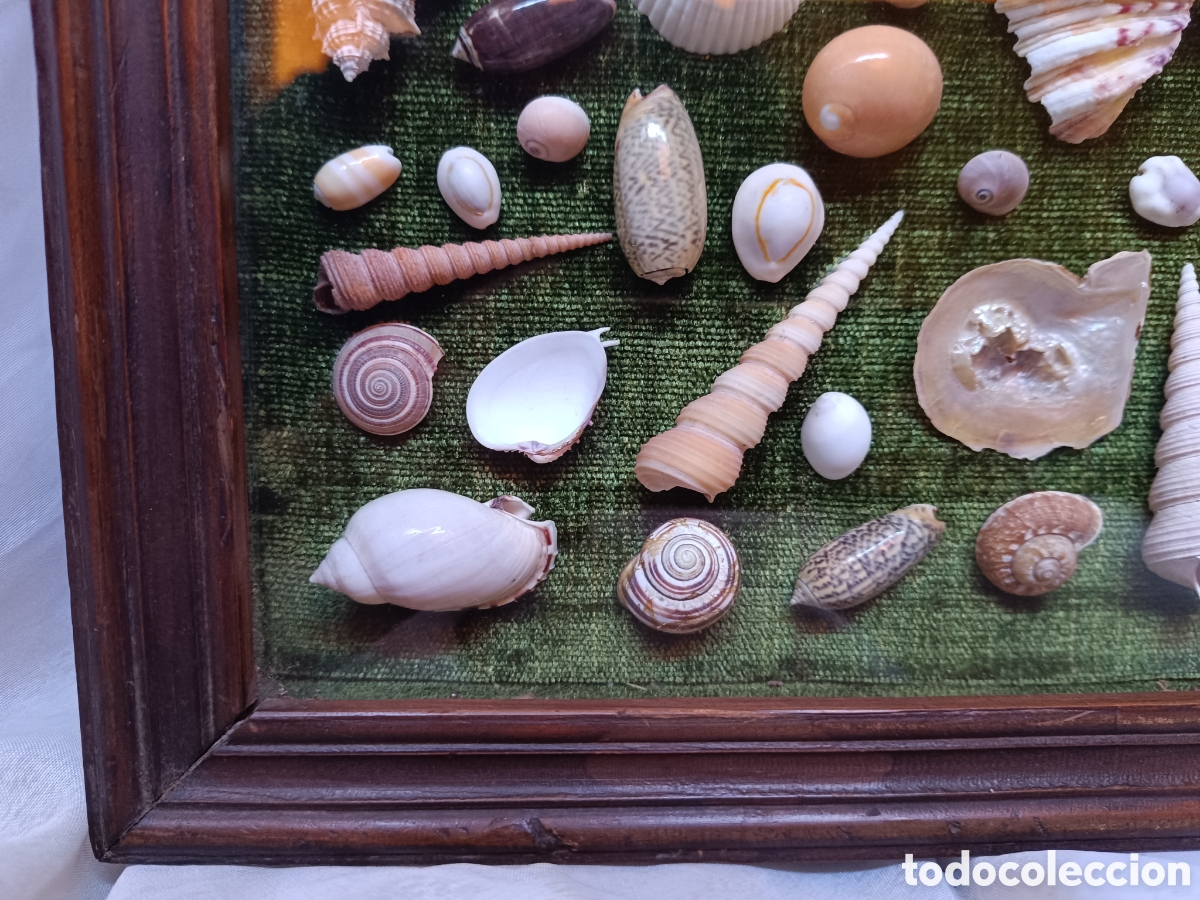 Antig&uuml;edades: Cuadro vitrina conchas marinas - Foto 4