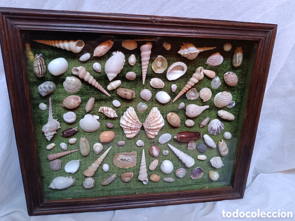 Antig&uuml;edades: Cuadro vitrina conchas marinas - Foto 6
