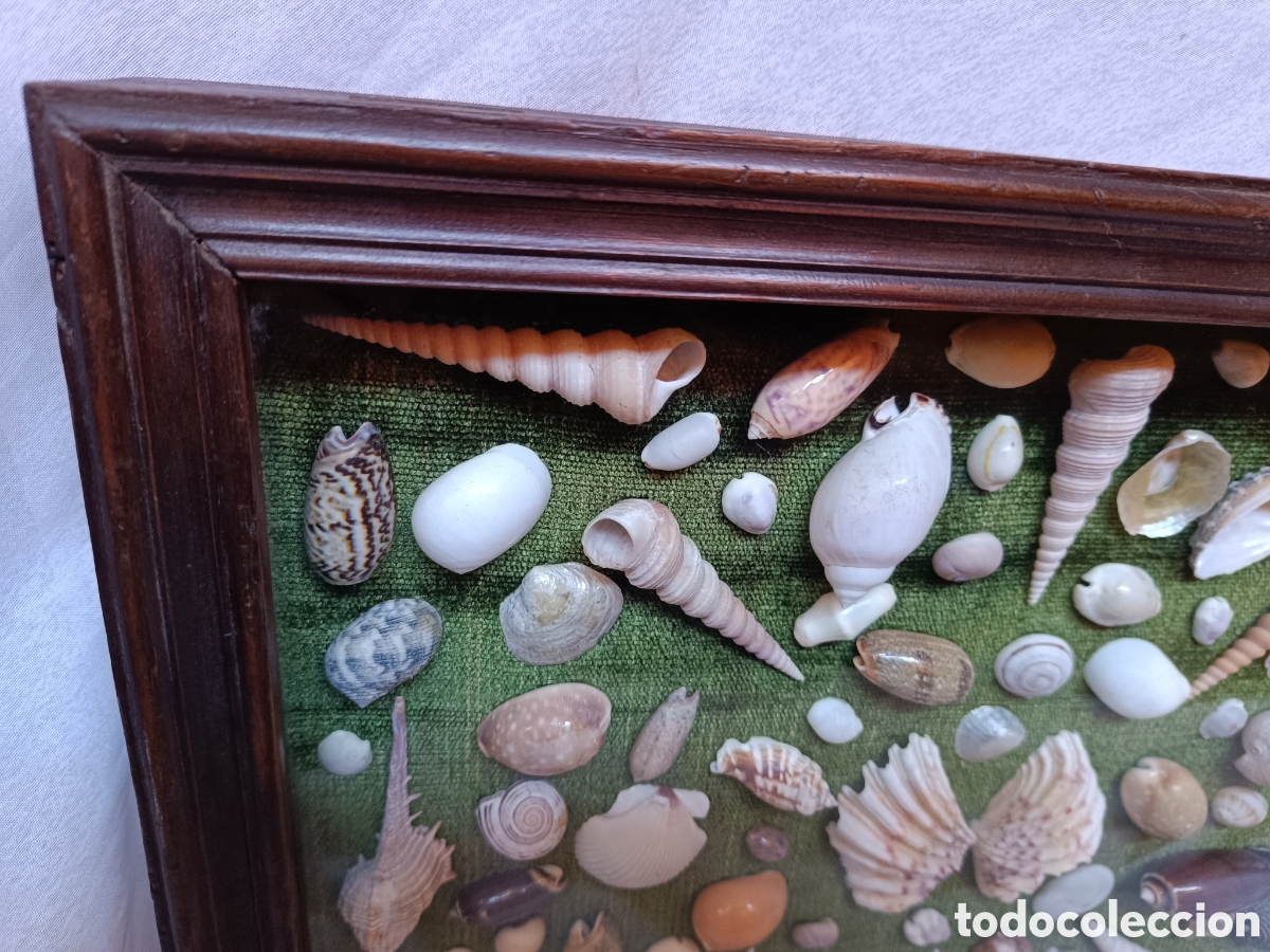Antig&uuml;edades: Cuadro vitrina conchas marinas - Foto 7