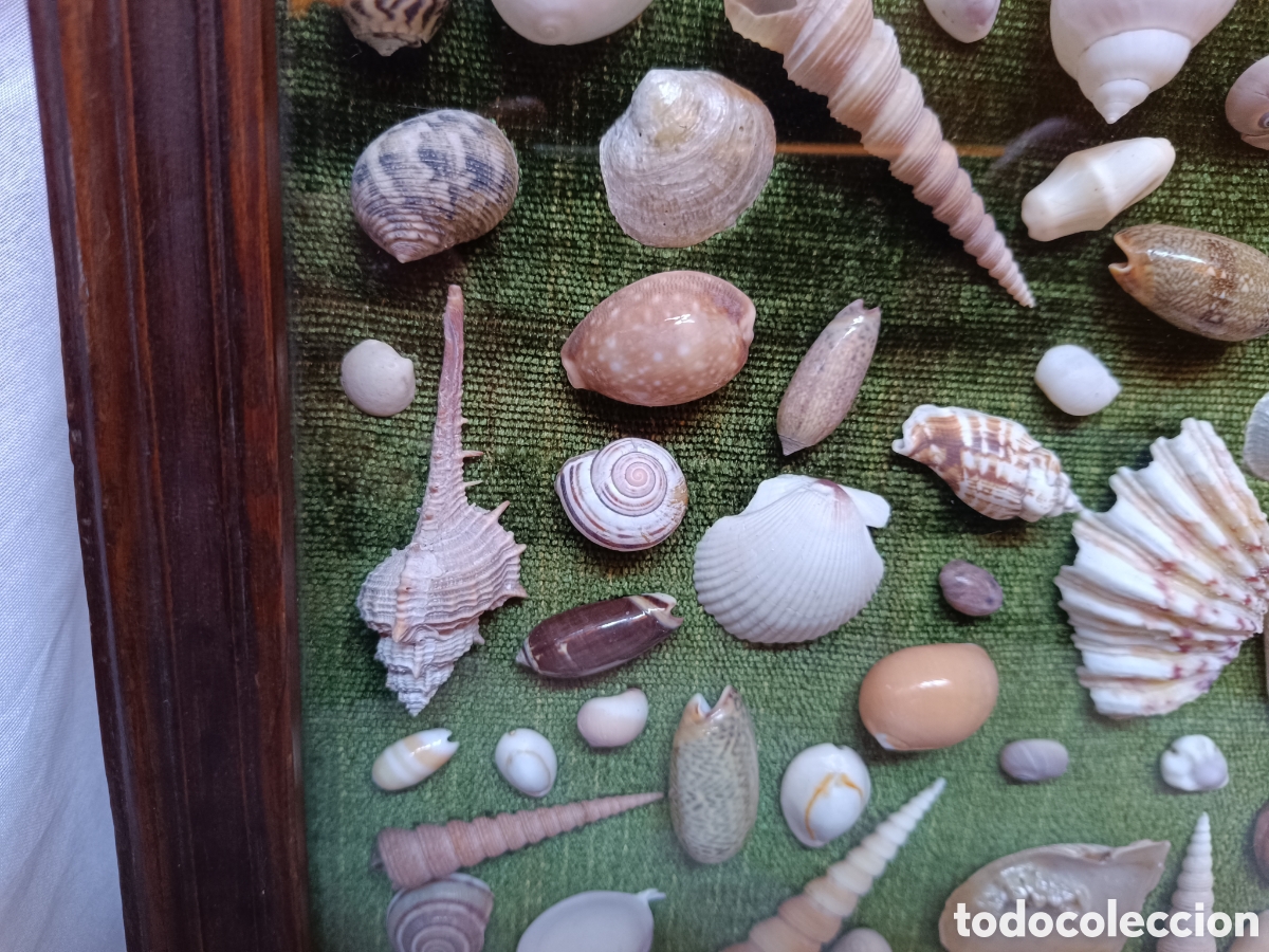 Antig&uuml;edades: Cuadro vitrina conchas marinas - Foto 8