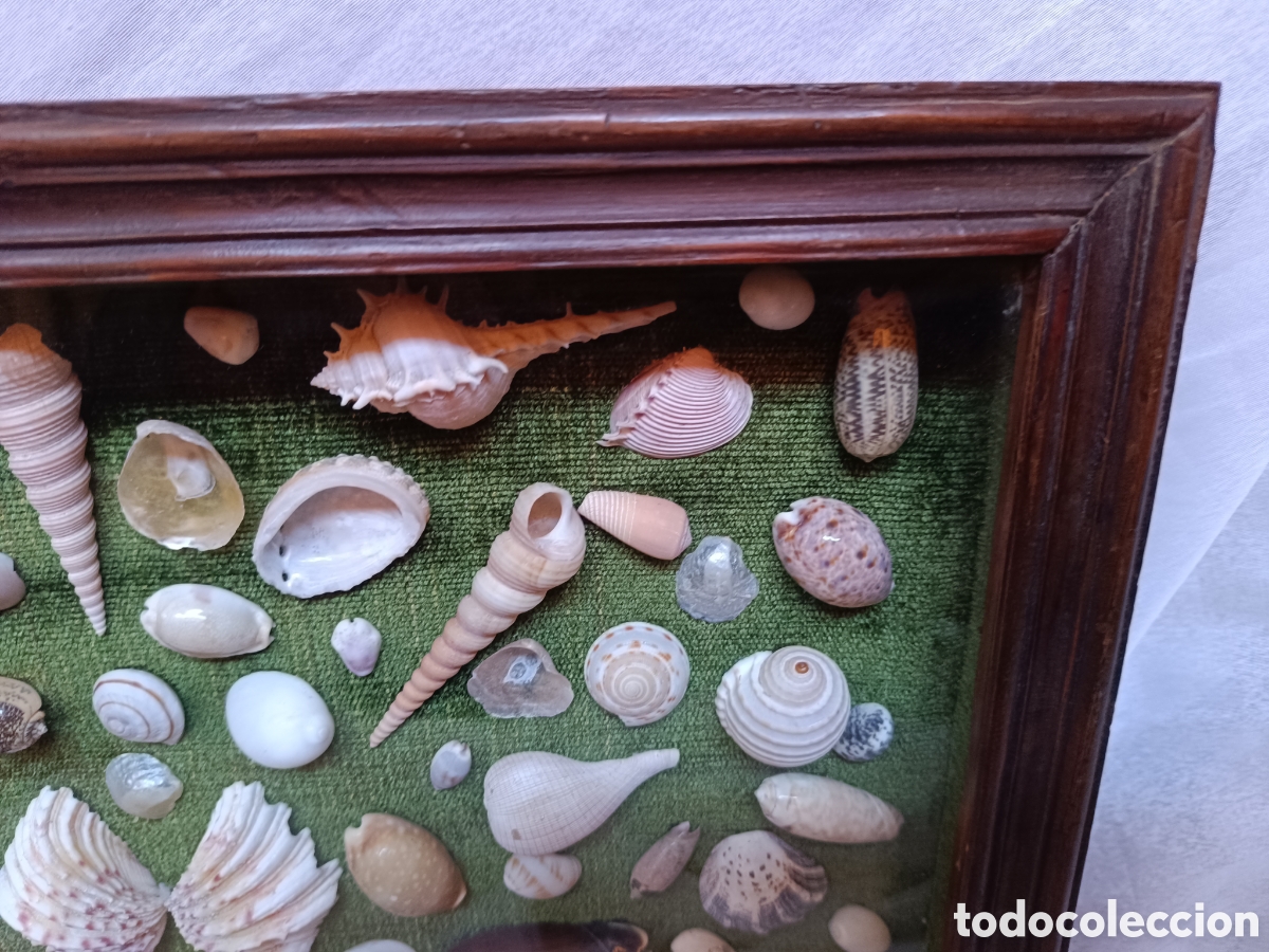 Antig&uuml;edades: Cuadro vitrina conchas marinas - Foto 9