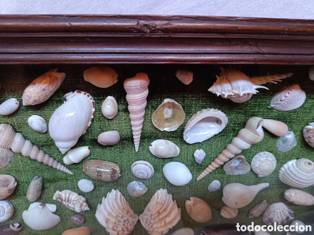 Antig&uuml;edades: Cuadro vitrina conchas marinas - Foto 10