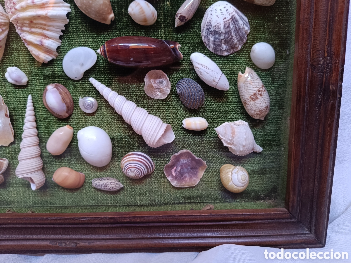 Antig&uuml;edades: Cuadro vitrina conchas marinas - Foto 11