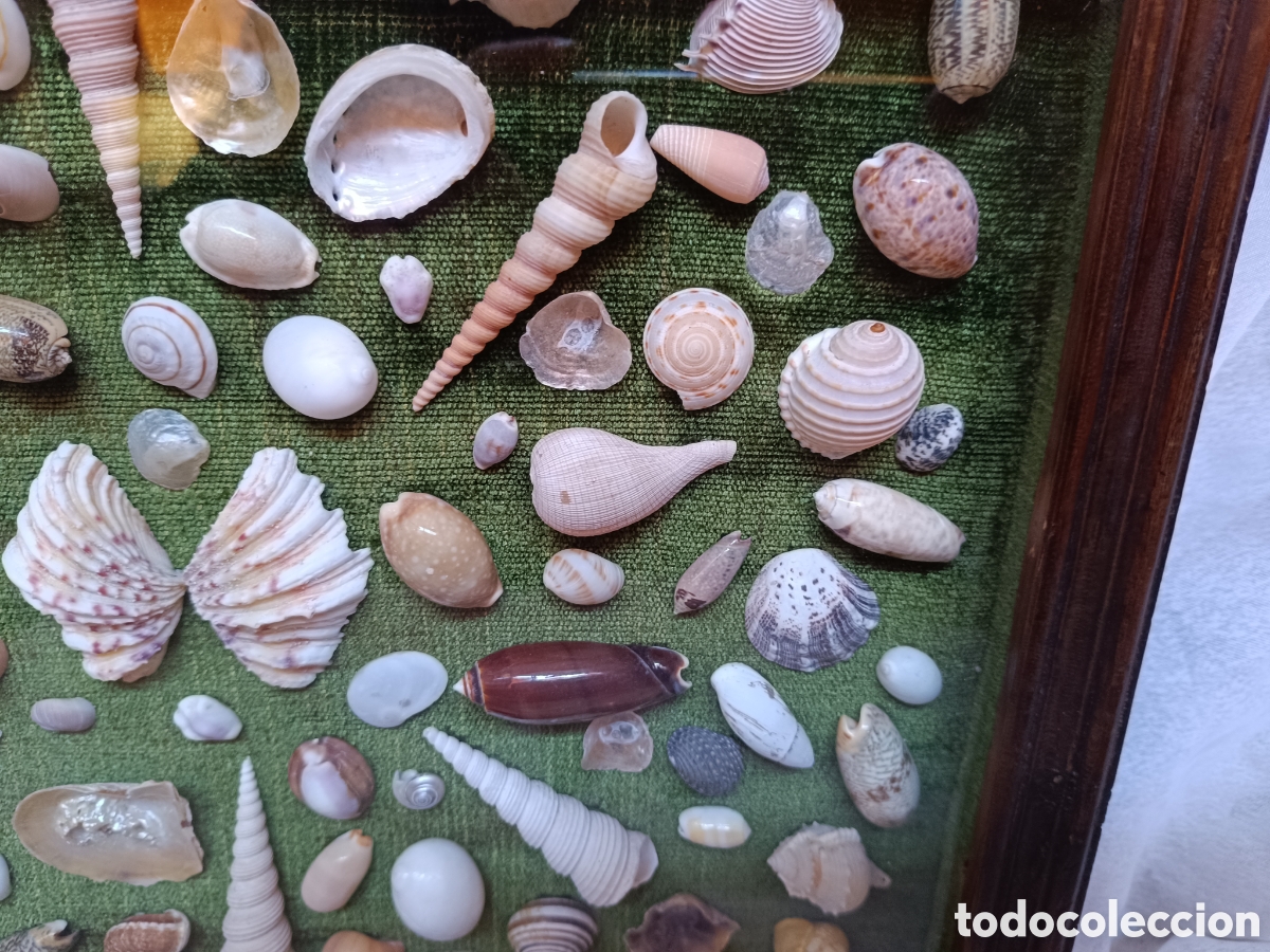 Antig&uuml;edades: Cuadro vitrina conchas marinas - Foto 12