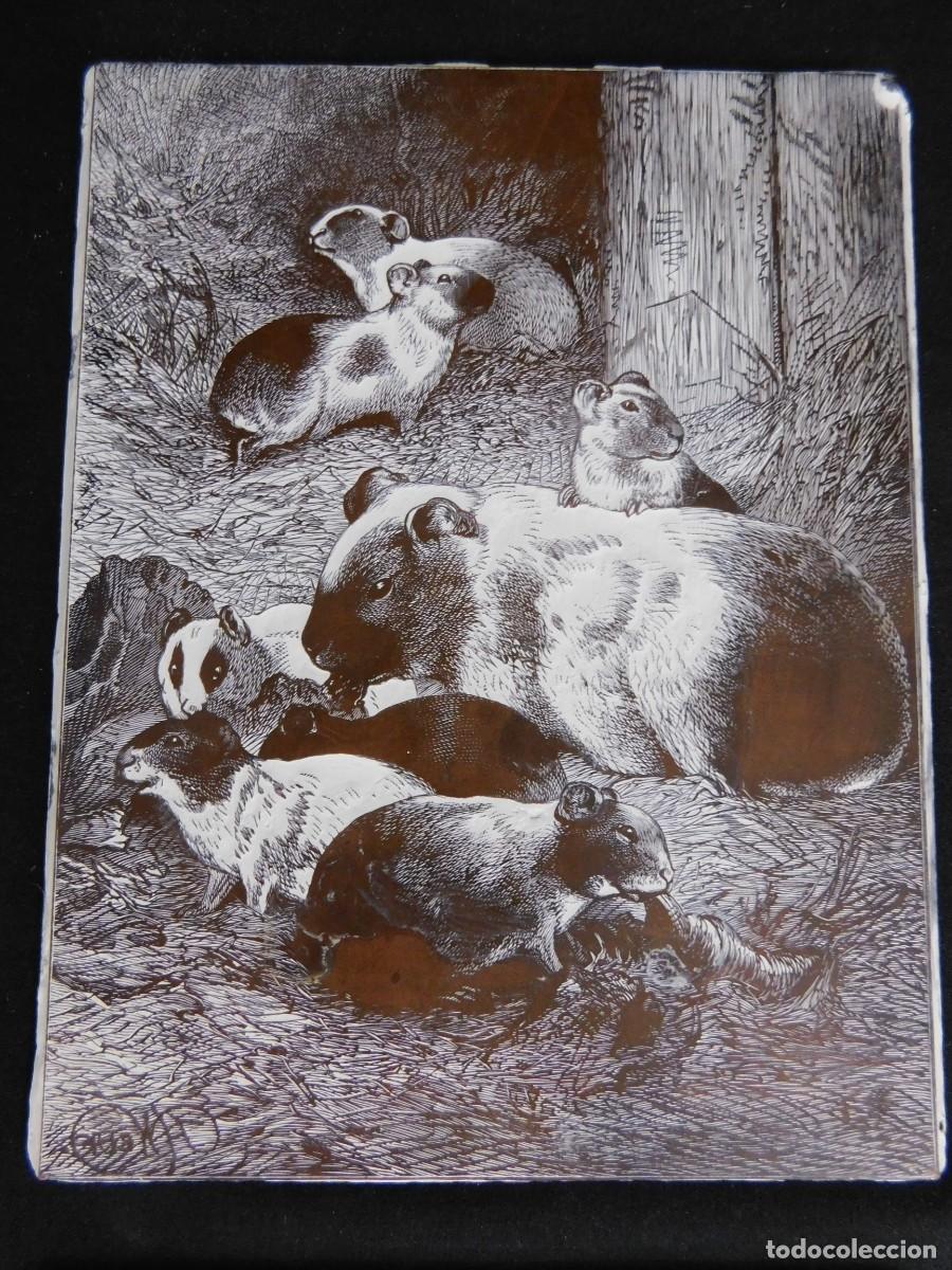 Antig&uuml;edades: LOTE 4 PLACAS DE ZINC - Foto 7