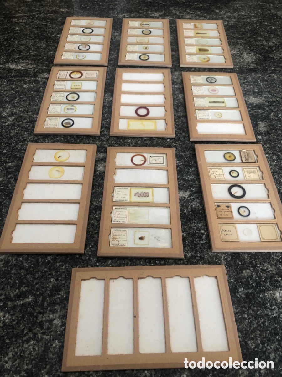 Antig&uuml;edades: Preparaciones microsc&oacute;picas y placas de cristal - Foto 4