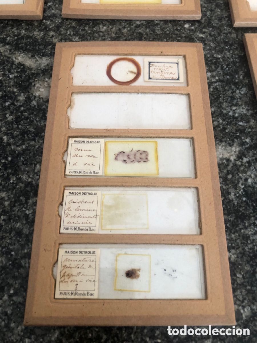 Antig&uuml;edades: Preparaciones microsc&oacute;picas y placas de cristal - Foto 7