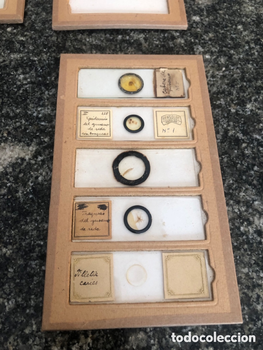 Antig&uuml;edades: Preparaciones microsc&oacute;picas y placas de cristal - Foto 8