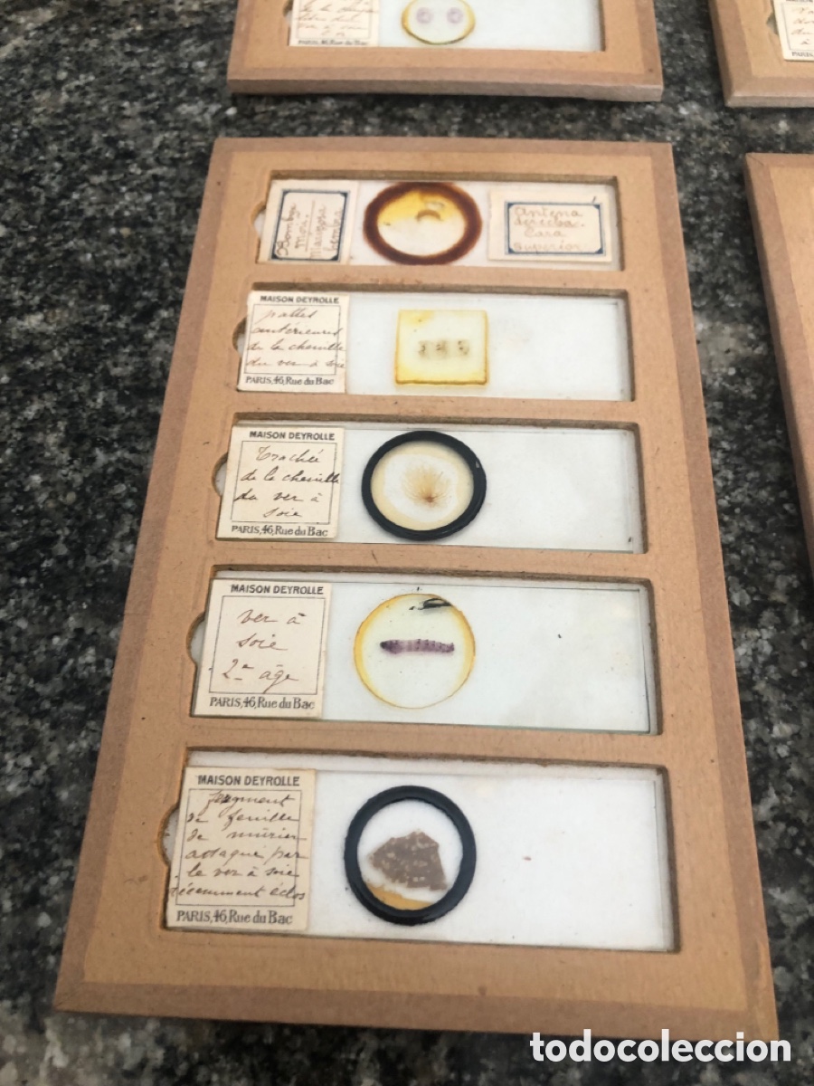 Antig&uuml;edades: Preparaciones microsc&oacute;picas y placas de cristal - Foto 9