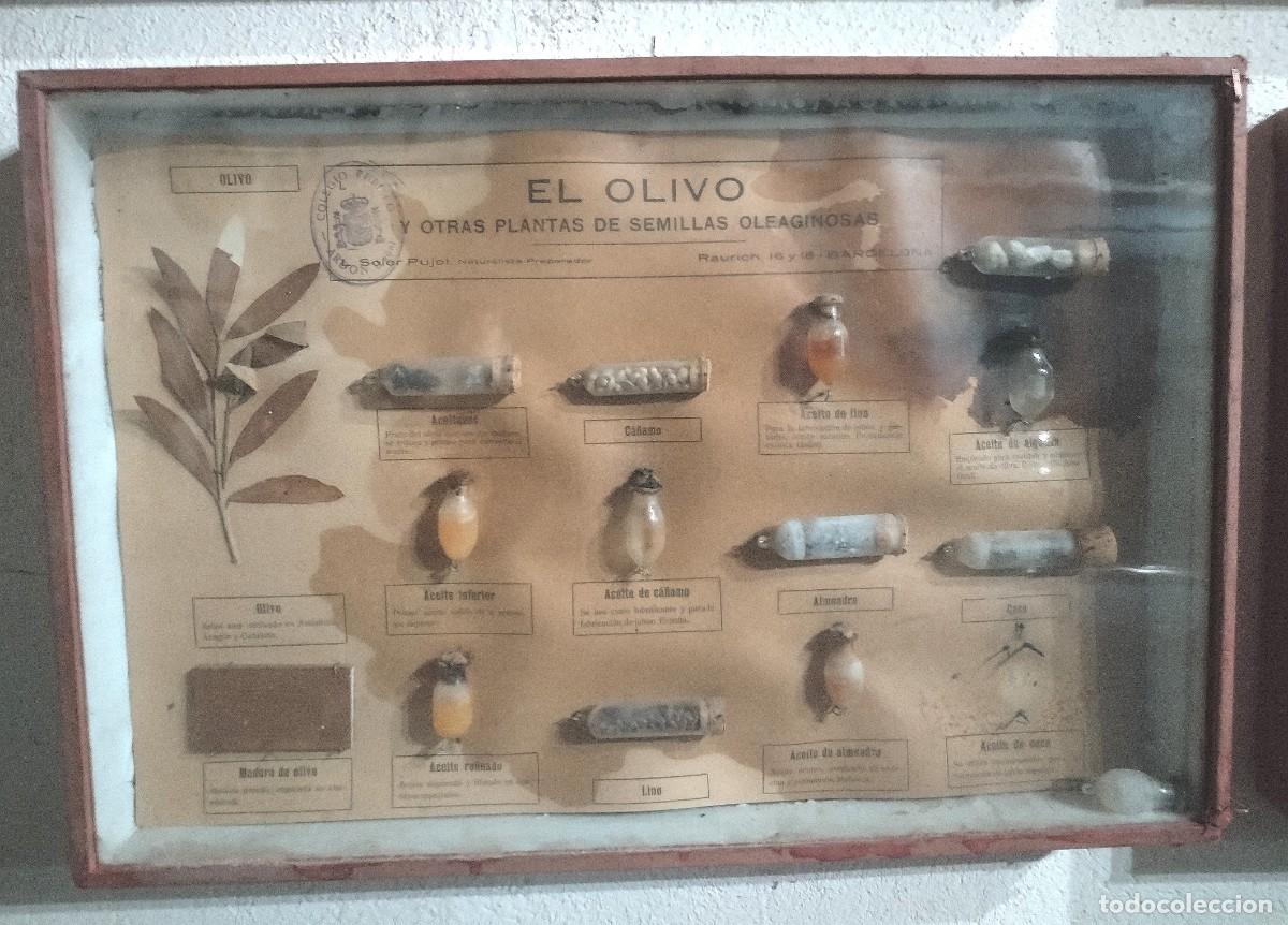 Antig&uuml;edades: Cuadros educativos colegio Soler Pujol - Foto 1
