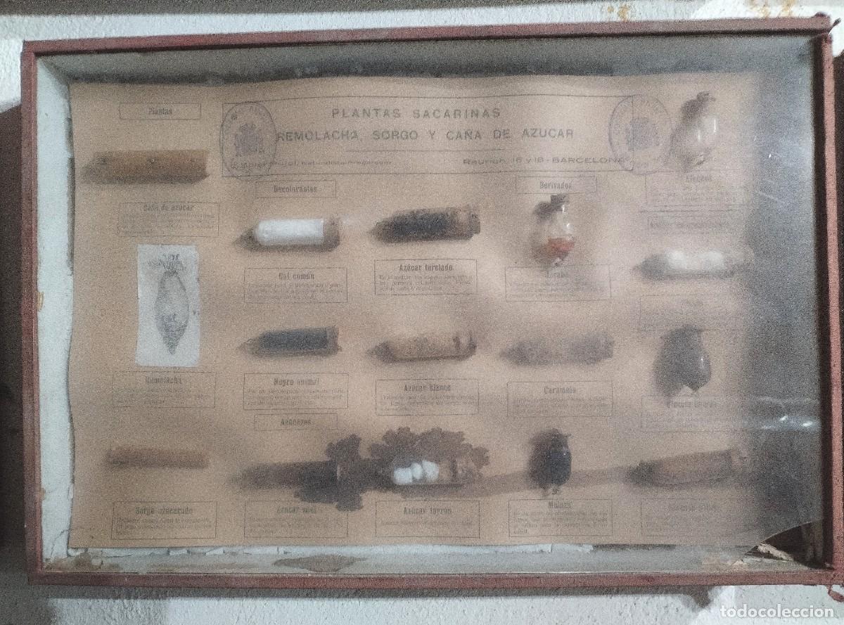 Antig&uuml;edades: Cuadros educativos colegio Soler Pujol - Foto 5