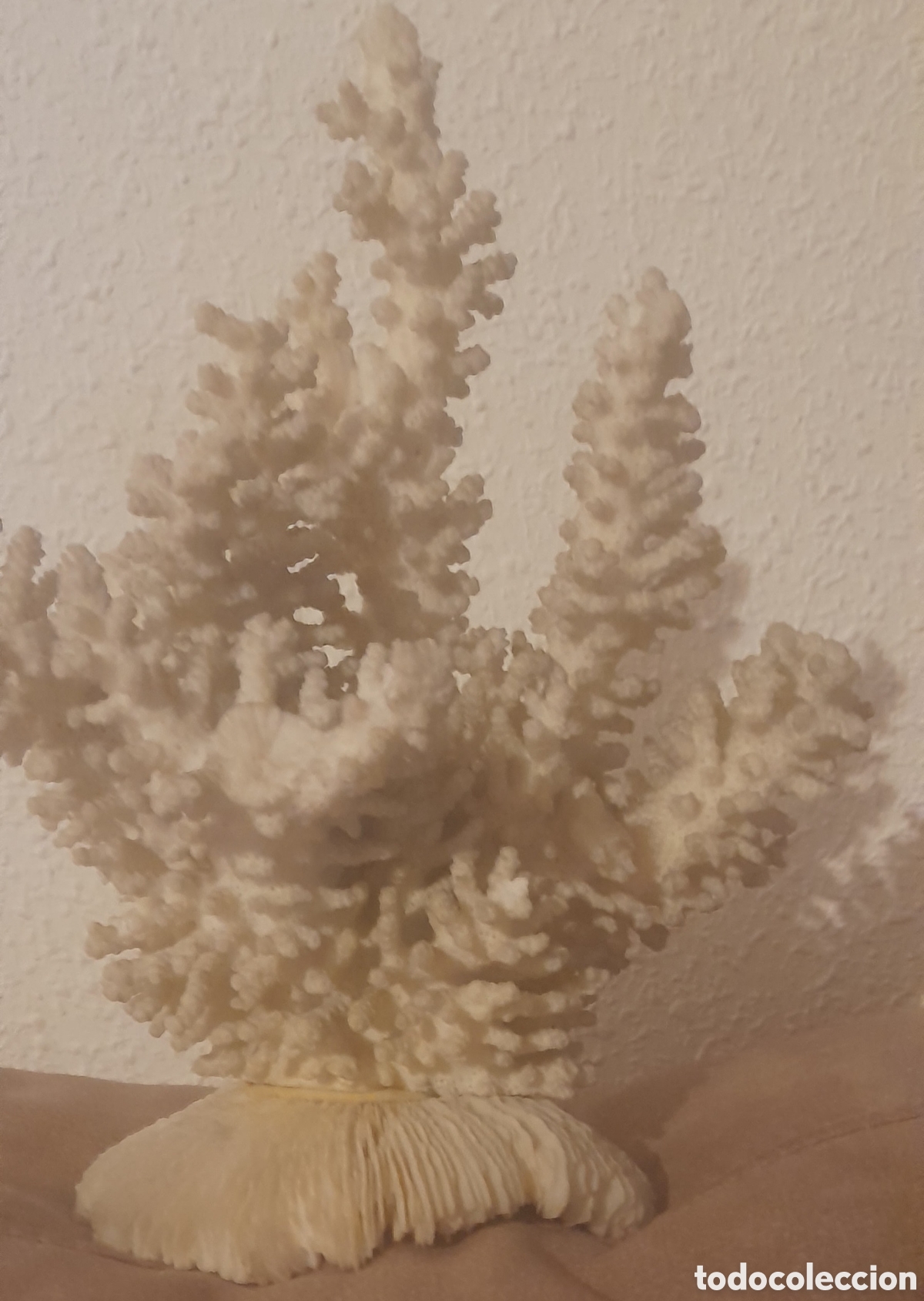 Antig&uuml;edades: Aut&eacute;ntico coral marino - Foto 2