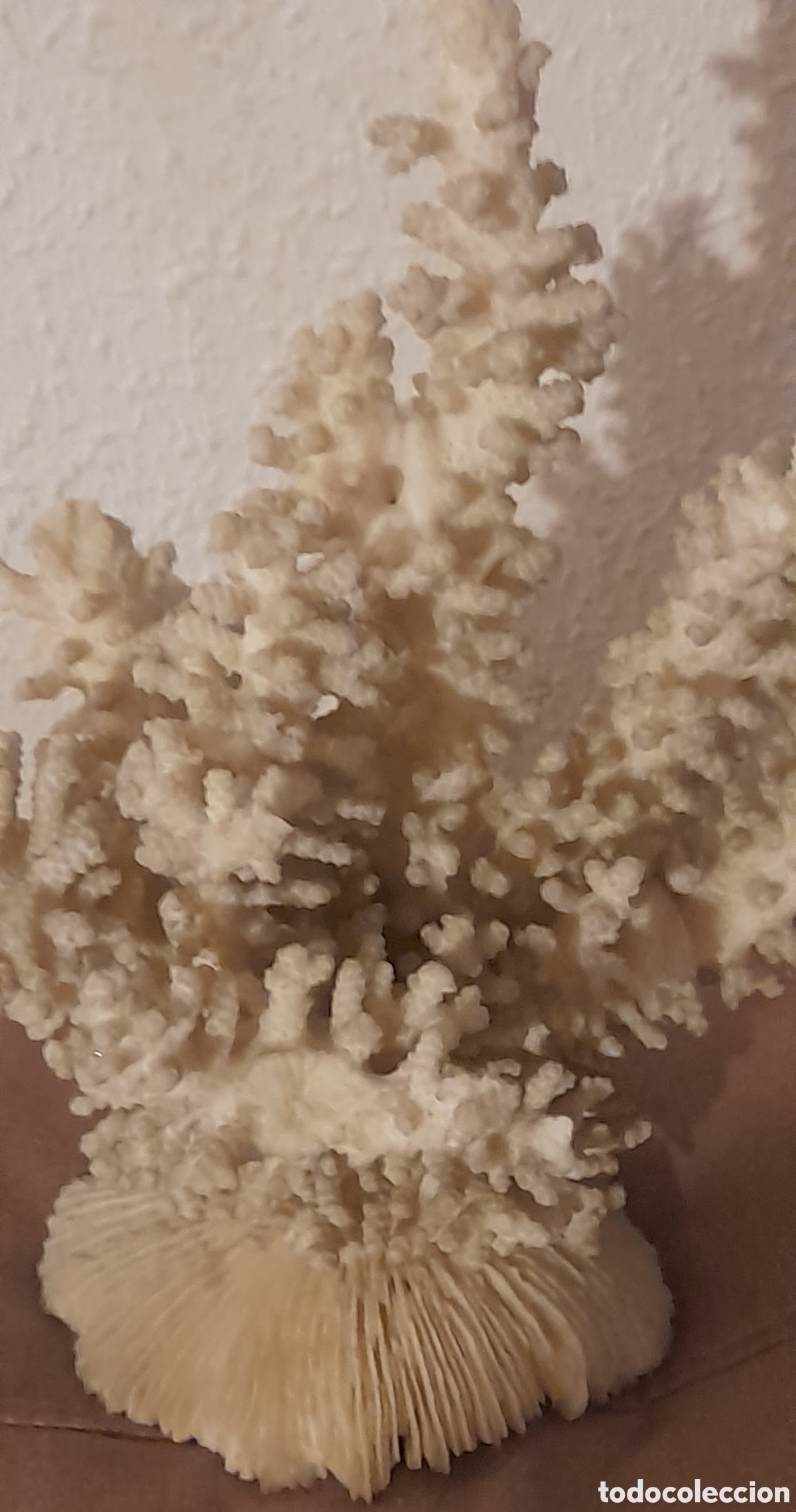 Antig&uuml;edades: Aut&eacute;ntico coral marino - Foto 3