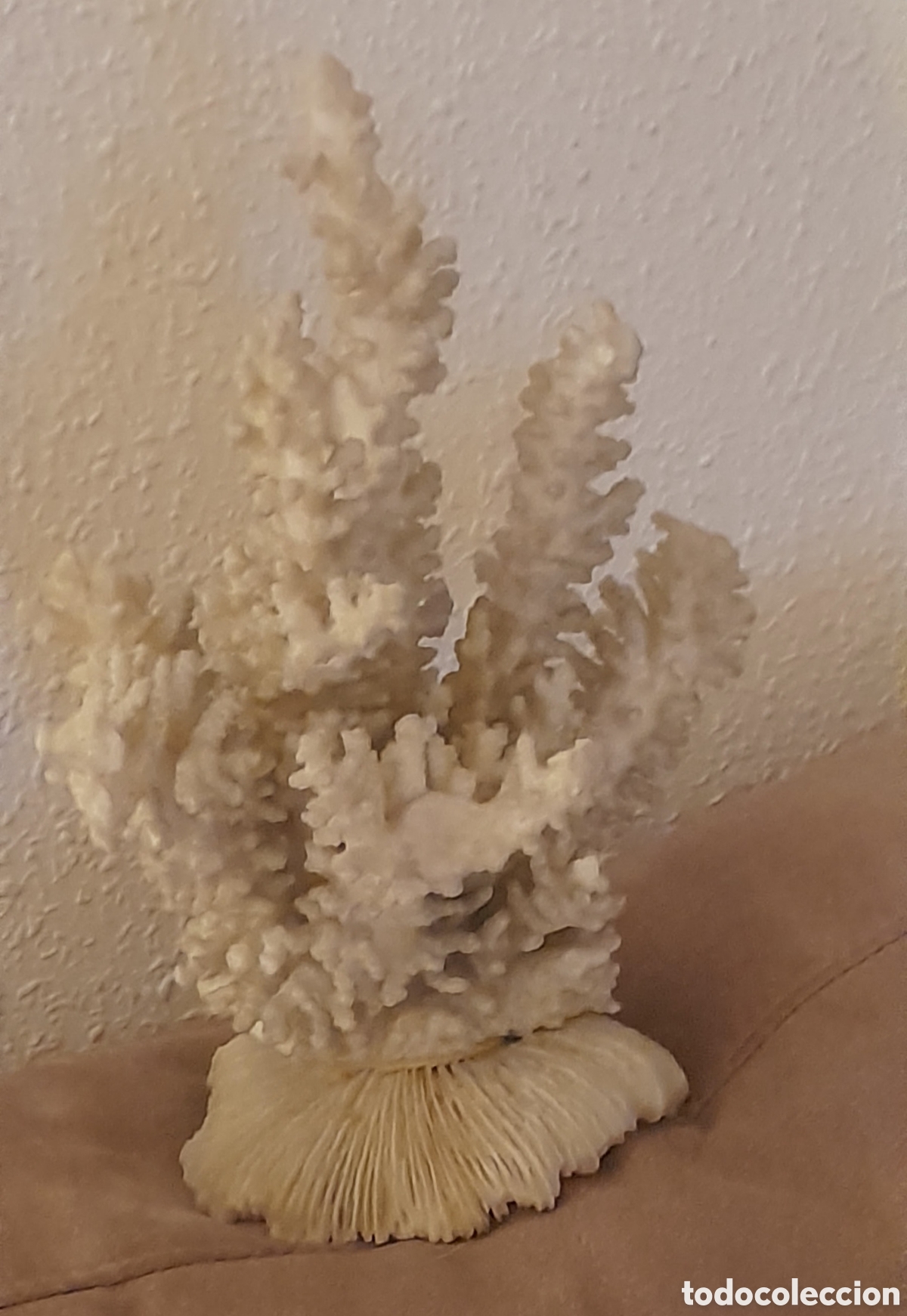 Antig&uuml;edades: Aut&eacute;ntico coral marino - Foto 4