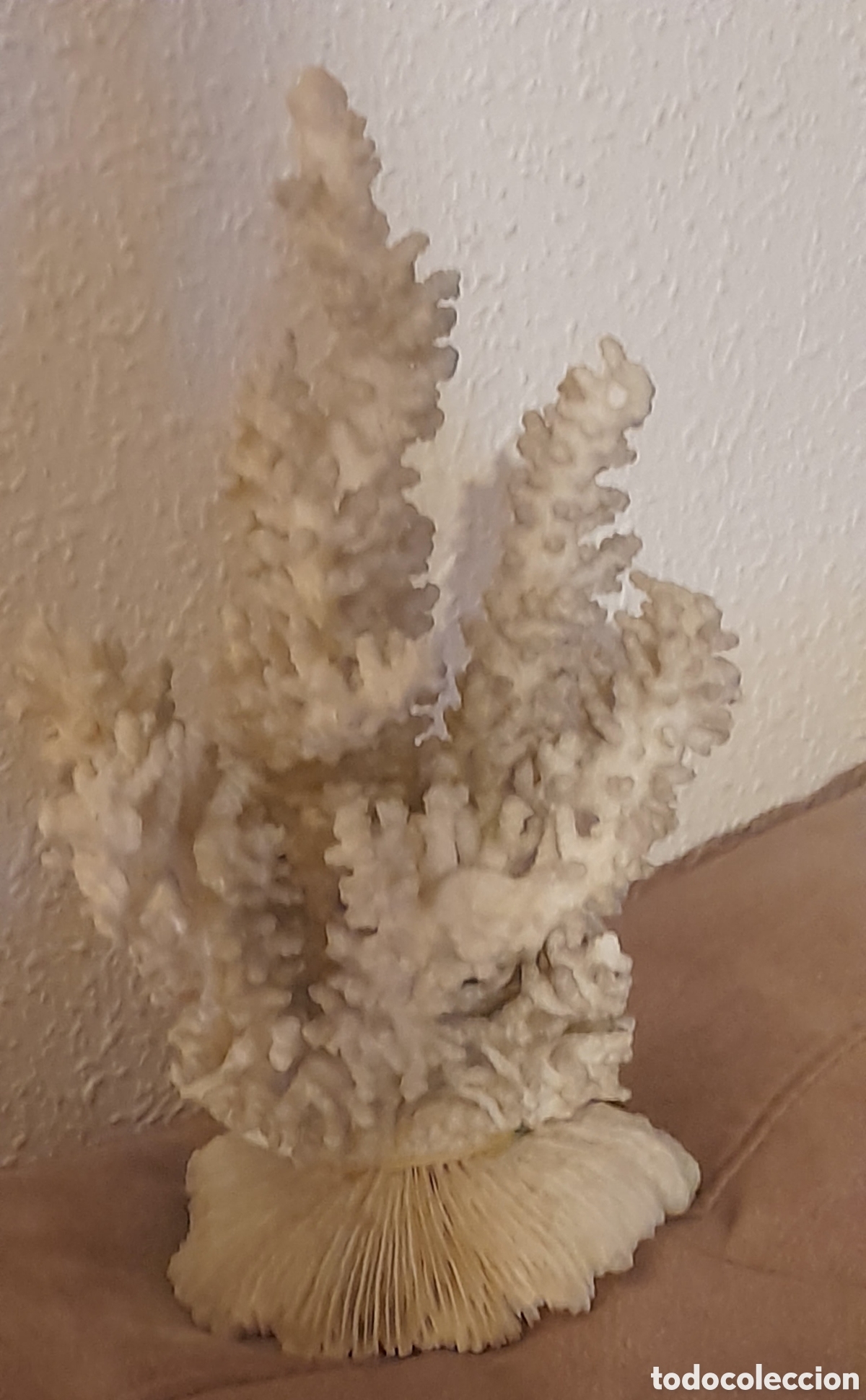 Antig&uuml;edades: Aut&eacute;ntico coral marino - Foto 5