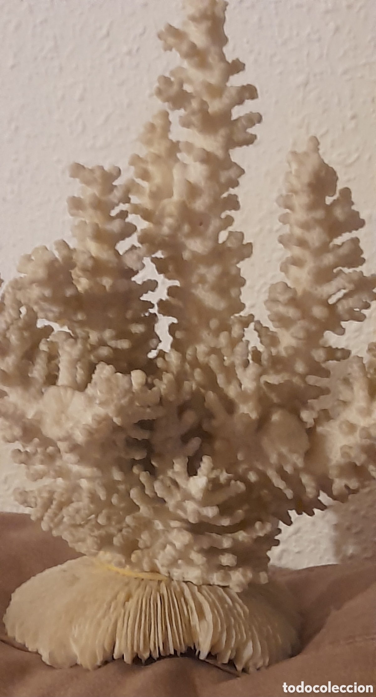 Antig&uuml;edades: Aut&eacute;ntico coral marino - Foto 6