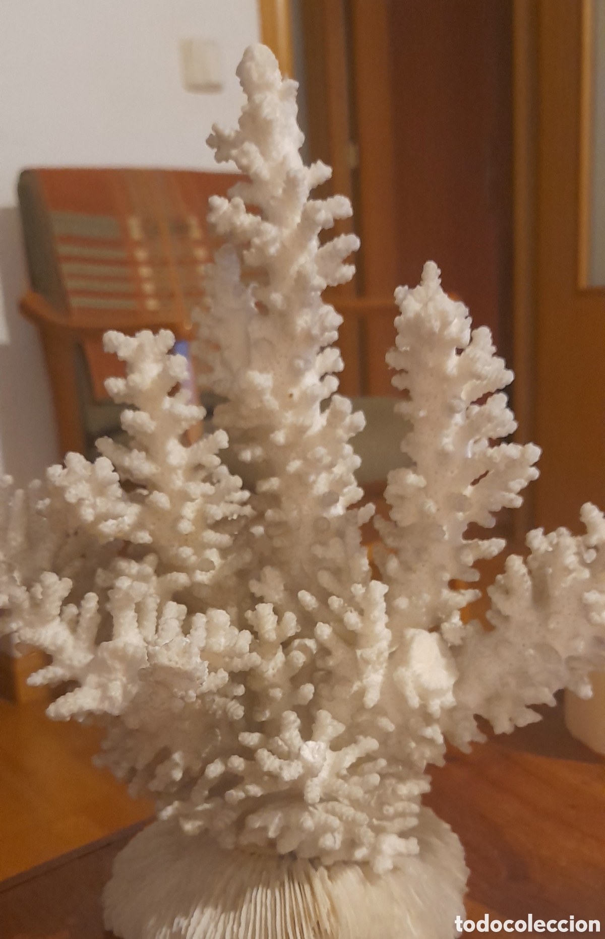 Antig&uuml;edades: Aut&eacute;ntico coral marino - Foto 7