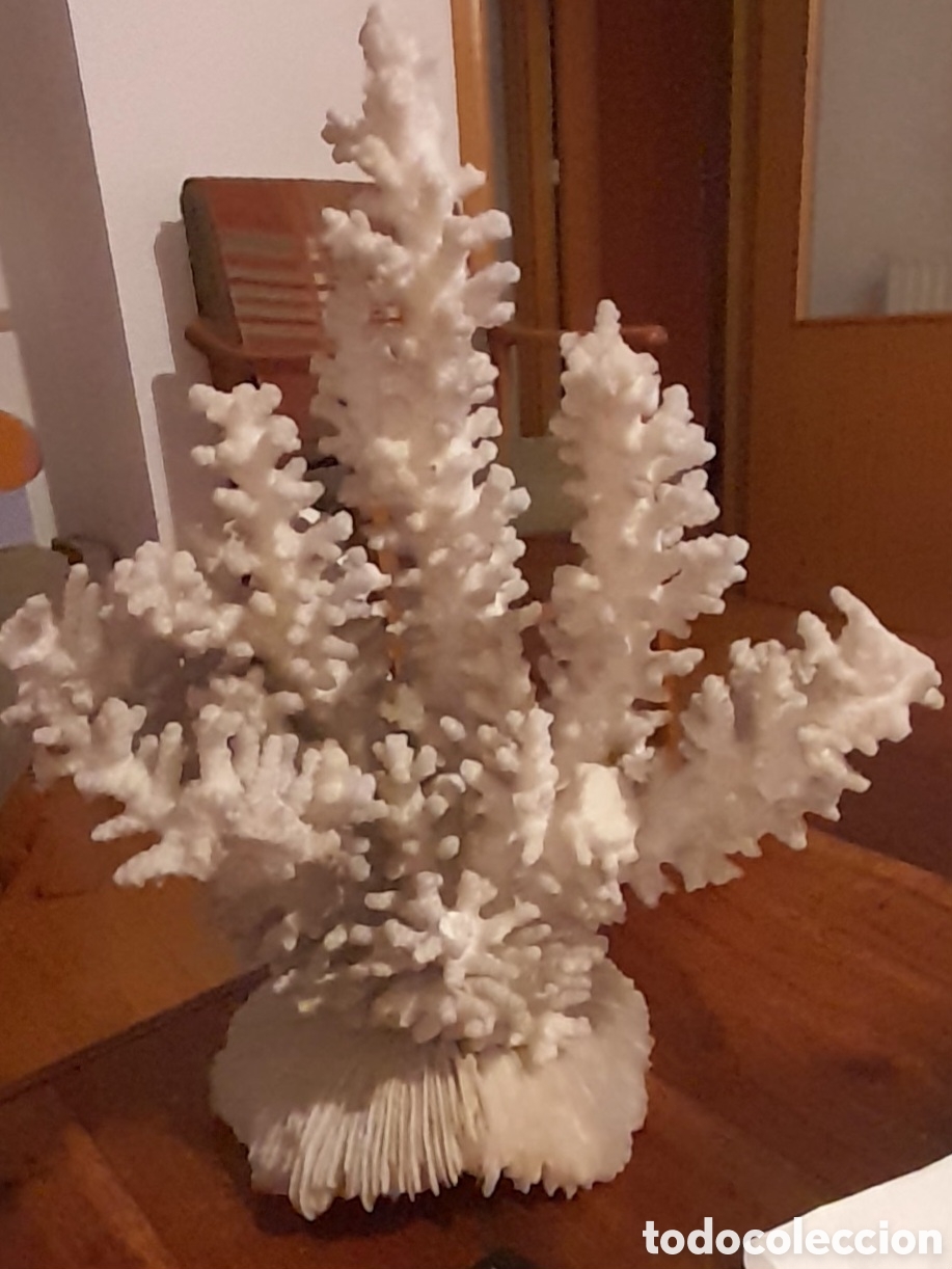 Antig&uuml;edades: Aut&eacute;ntico coral marino - Foto 8