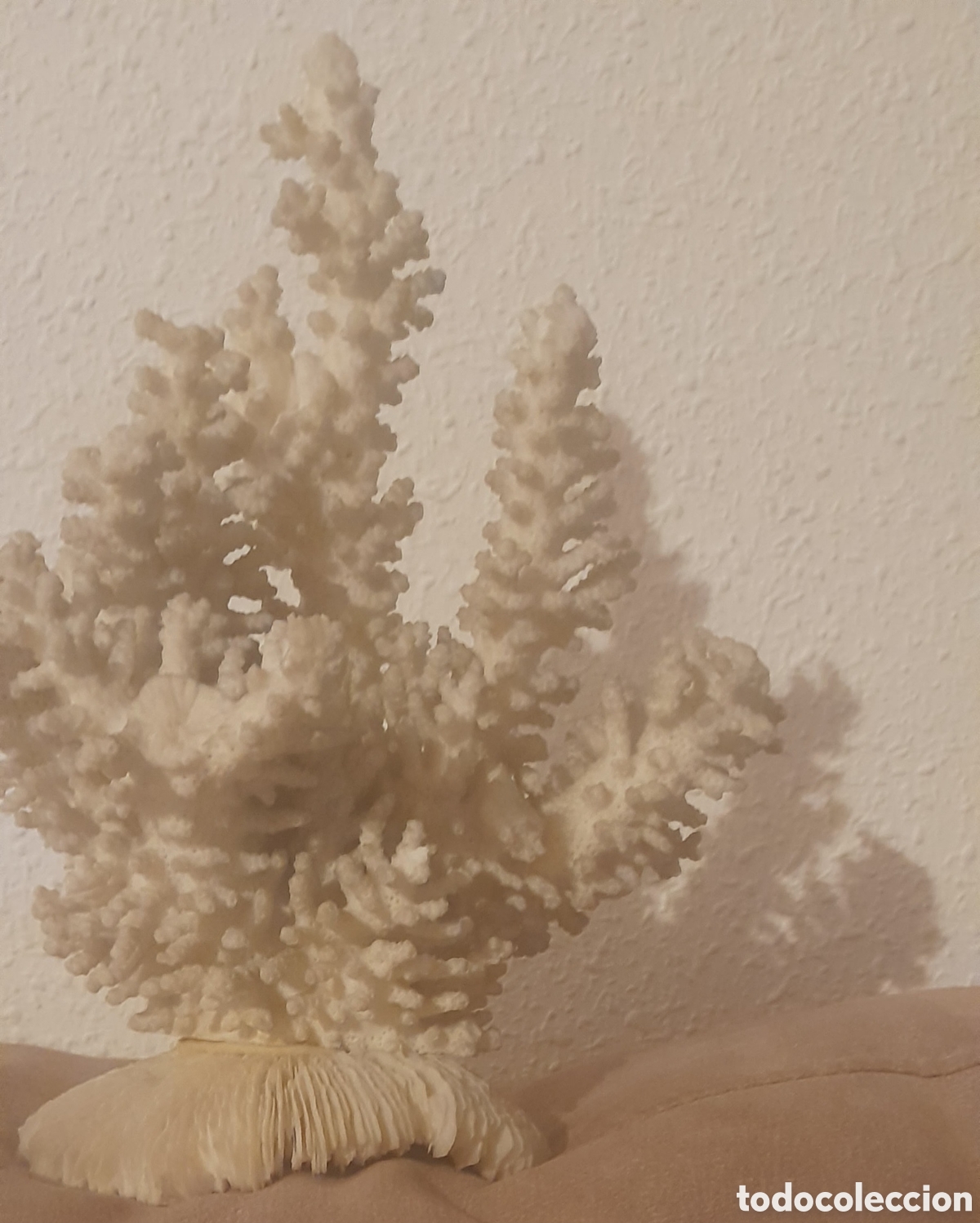 Antig&uuml;edades: Aut&eacute;ntico coral marino - Foto 1