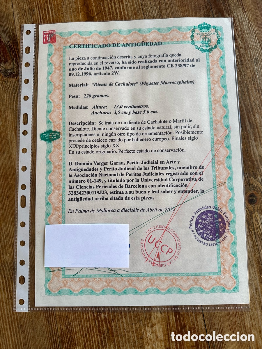 Antig&uuml;edades: Diente de cachalote antiguo y catalogado. - Foto 12