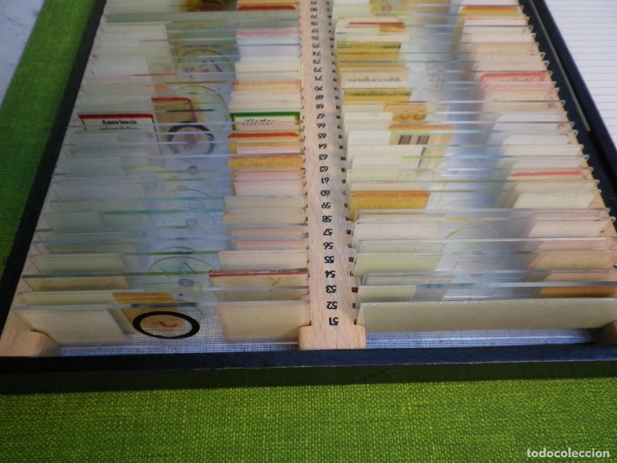 Antig&uuml;edades: Caja con 100 preparados de microscop&iacute;a Angioespermae - Foto 4
