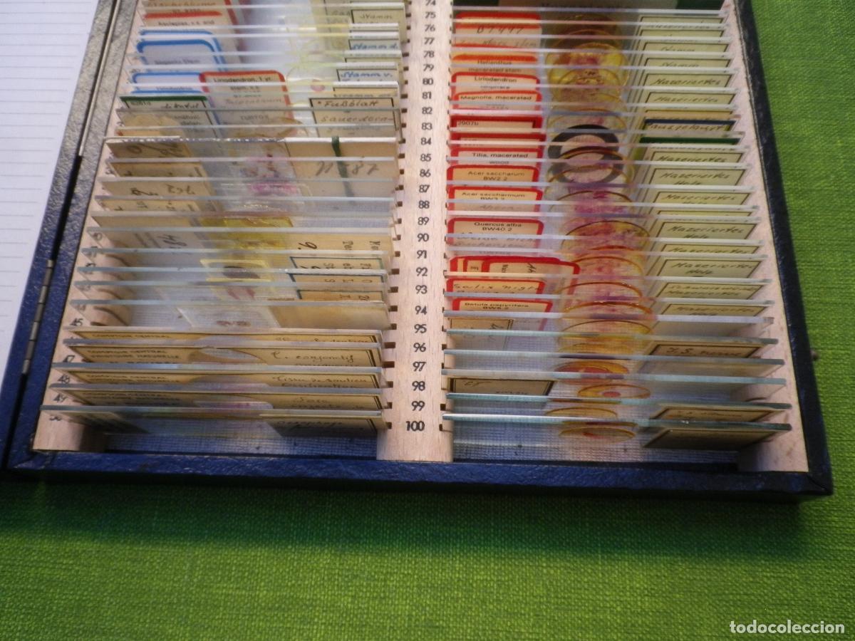 Antig&uuml;edades: Caja con 100 preparados de microscop&iacute;a Angioespermae - Foto 5